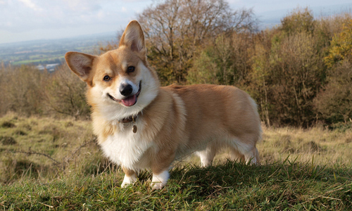 adorable image of a corgi